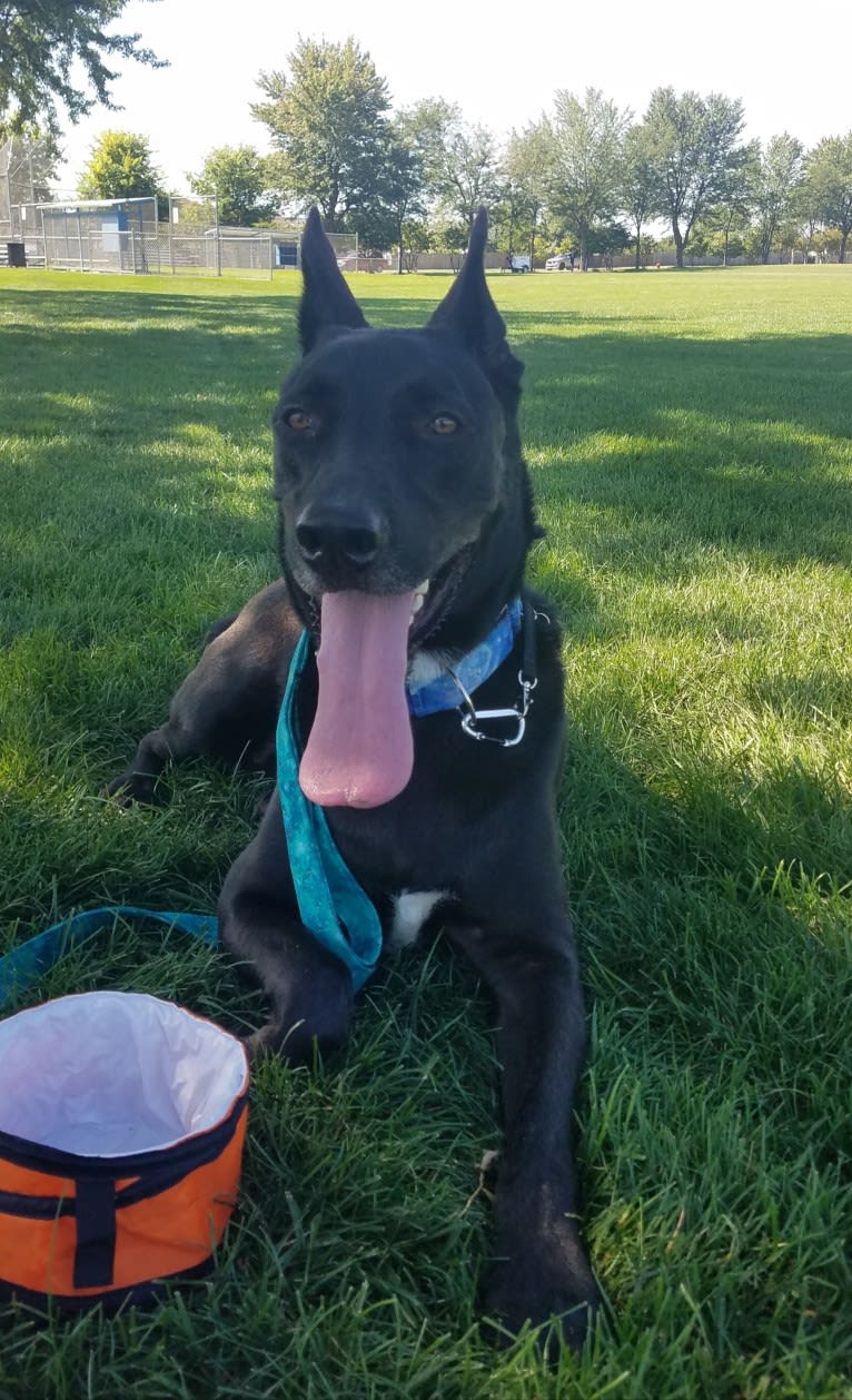 Rowan, a German Shepherd Dog and American Pit Bull Terrier mix tested with EmbarkVet.com