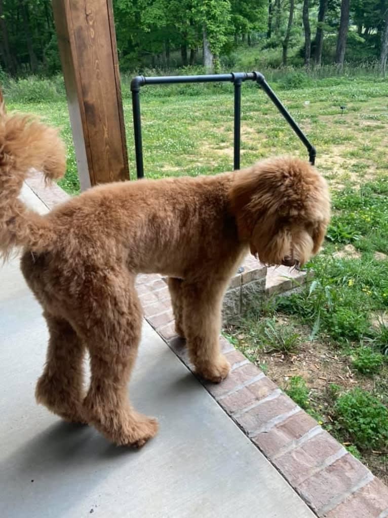 Kopper, a Goldendoodle tested with EmbarkVet.com