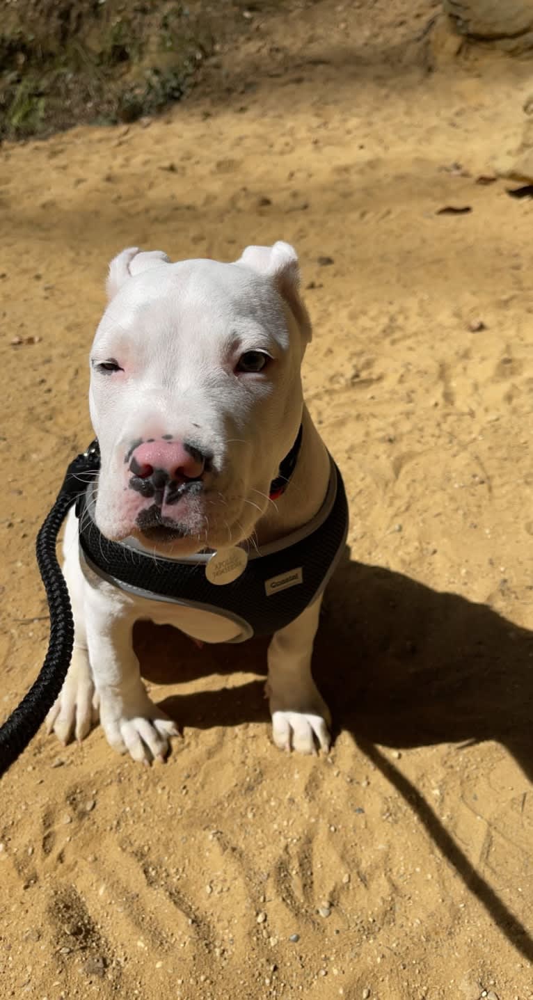 Apollo, an American Pit Bull Terrier and American Staffordshire Terrier mix tested with EmbarkVet.com