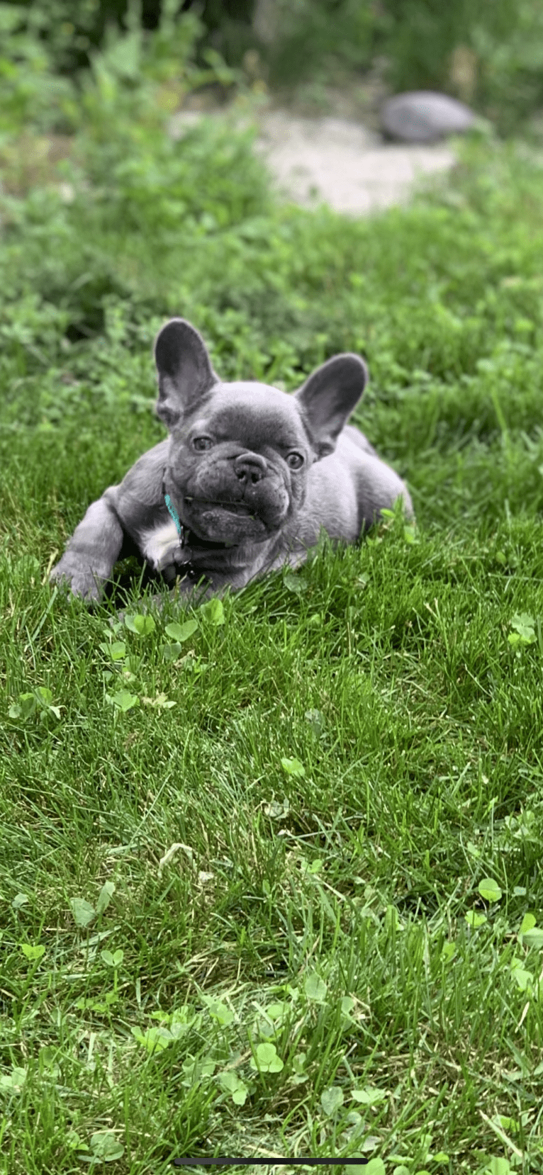 Nardo, a French Bulldog tested with EmbarkVet.com