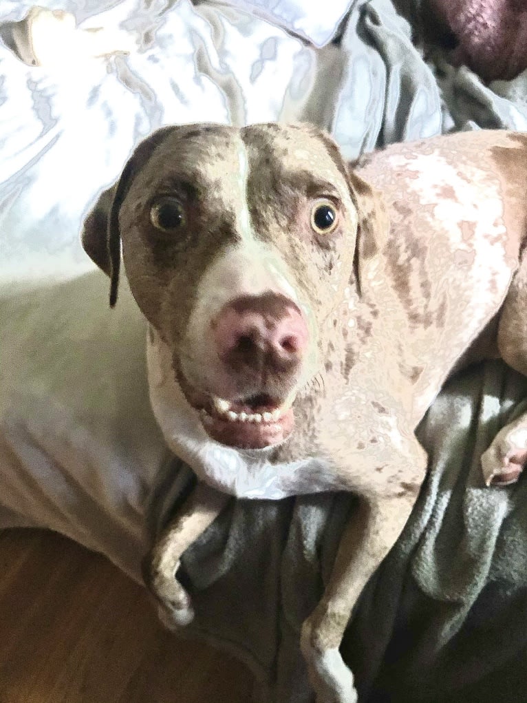 Opie Cunningham, a Catahoula Leopard Dog and American Bully mix tested with EmbarkVet.com