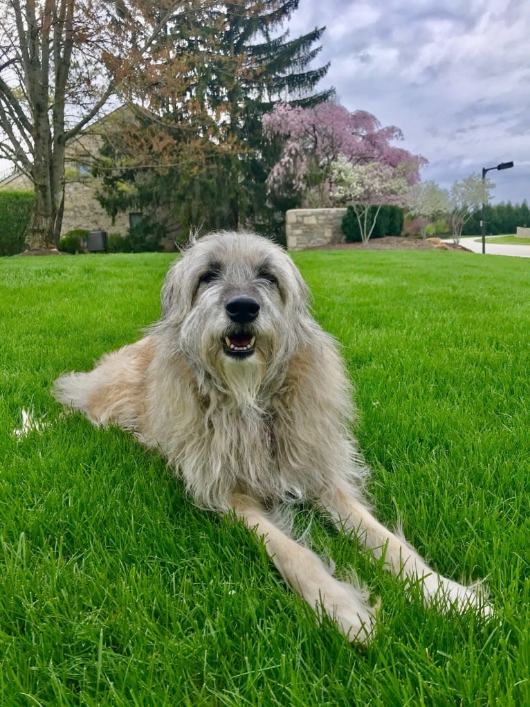 Charybdis, an Arabian Village Dog tested with EmbarkVet.com