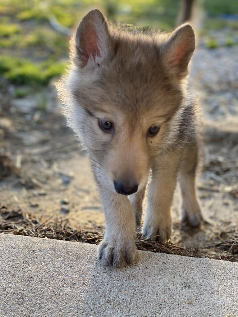 Star Mountain Wolfdogs a dog tested with EmbarkVet.com