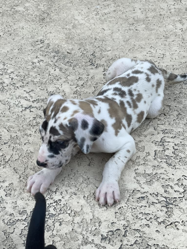 Cooper, a Great Dane tested with EmbarkVet.com