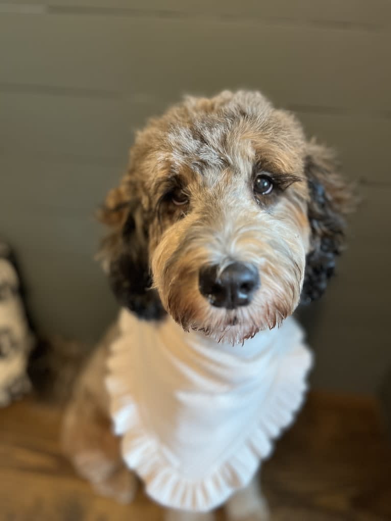 Reece, a Bernedoodle tested with EmbarkVet.com