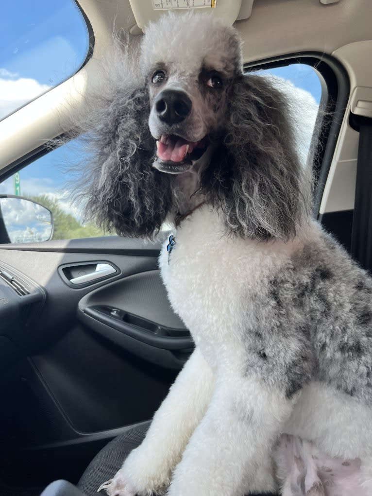 Creed, a Poodle (Standard) tested with EmbarkVet.com
