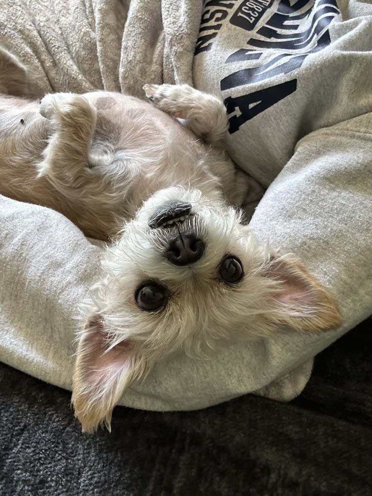 Cannoli, a Chihuahua and Lhasa Apso mix tested with EmbarkVet.com