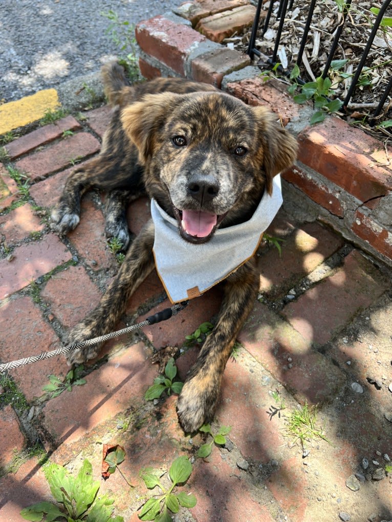 Rudder, a Labrador Retriever and Chow Chow mix tested with EmbarkVet.com