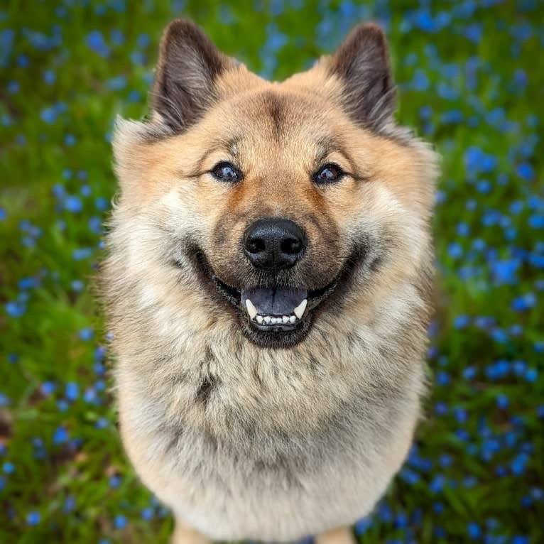 Rhu, an Eurasier tested with EmbarkVet.com