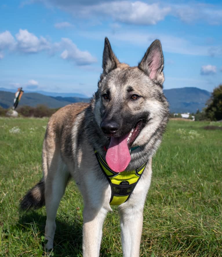 Hati a dog tested with EmbarkVet.com