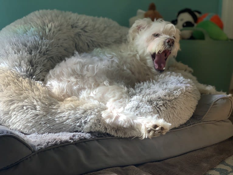 Logan, a Chinese Crested and Maltese mix tested with EmbarkVet.com