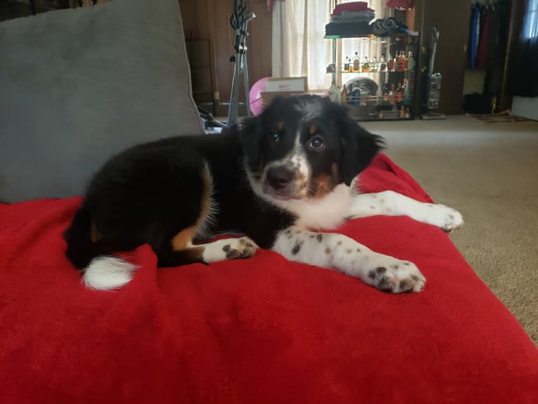 Maze, an Australian Shepherd tested with EmbarkVet.com