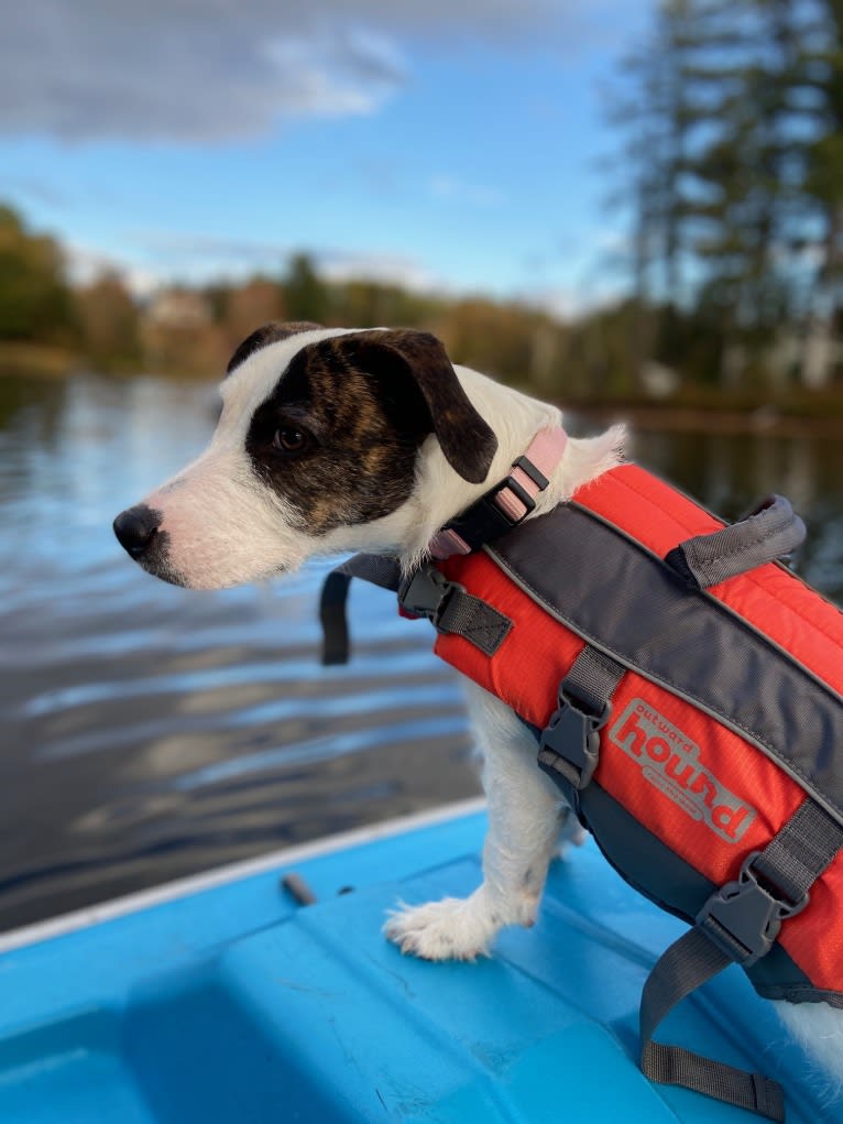 Tuukka Roo, an American Pit Bull Terrier and Russell-type Terrier mix tested with EmbarkVet.com