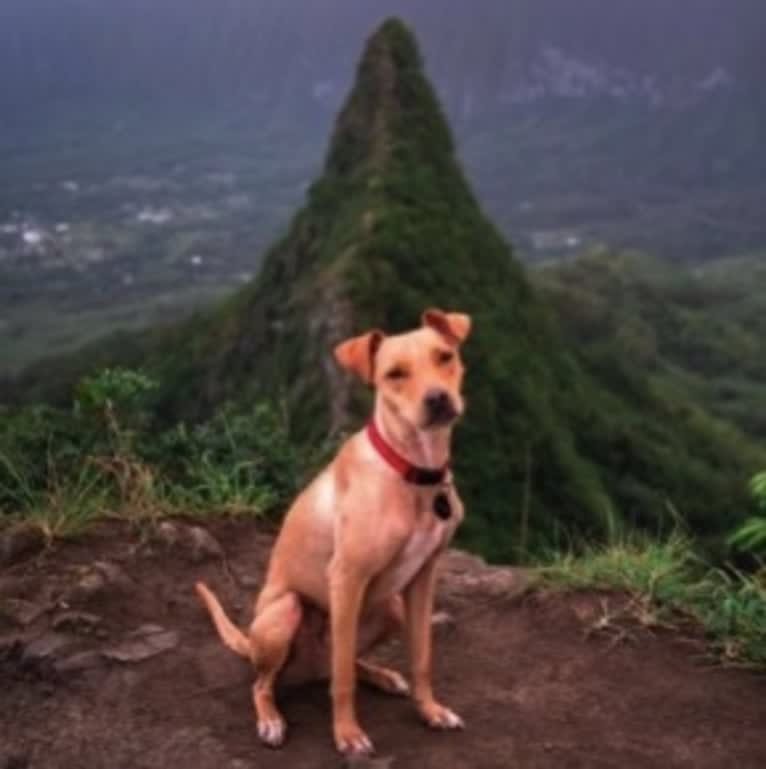 Riley, an American Pit Bull Terrier and Chihuahua mix tested with EmbarkVet.com