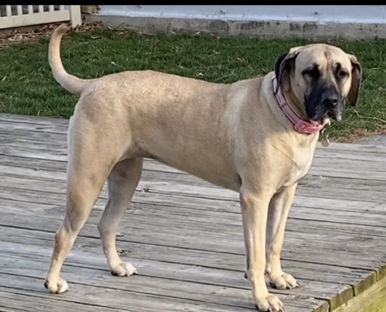 Cali, a Perro de Presa Canario tested with EmbarkVet.com