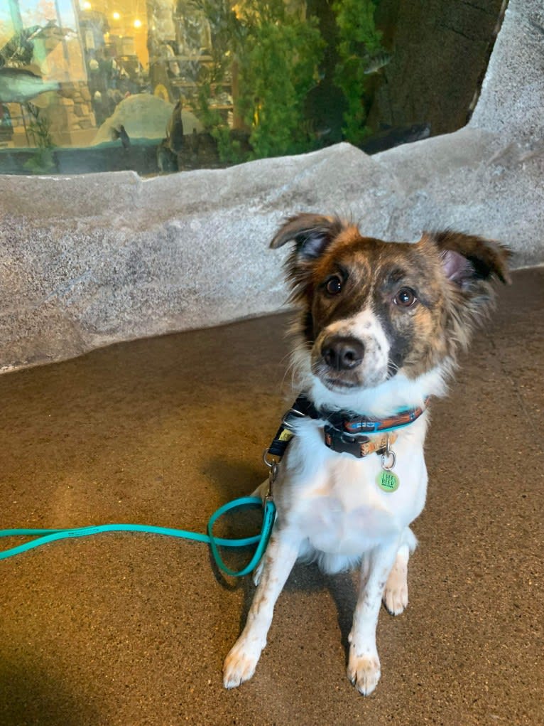 Bender, a Whippet and Border Collie mix tested with EmbarkVet.com