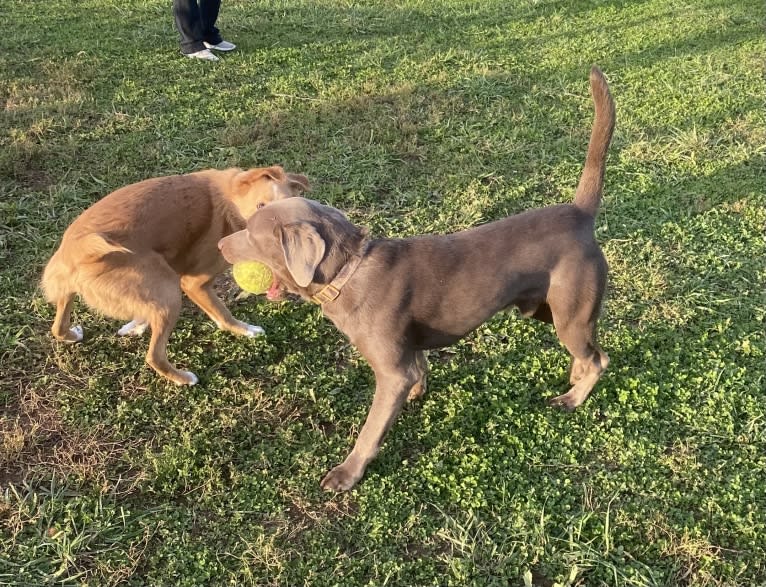 Uncanny Silver Havok, a Labrador Retriever tested with EmbarkVet.com