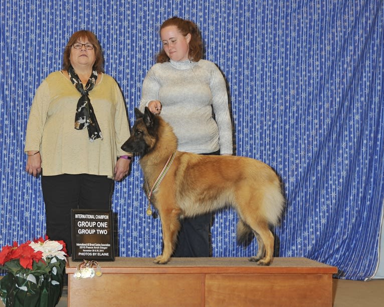 Tuarie, a Belgian Shepherd tested with EmbarkVet.com