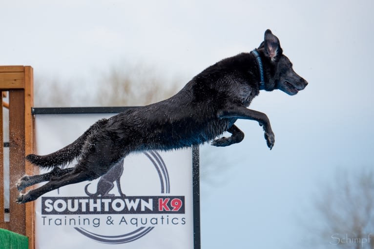 Schimpf's Addicted to the Game ("Addie"), a Labrador Retriever and German Shepherd Dog mix tested with EmbarkVet.com