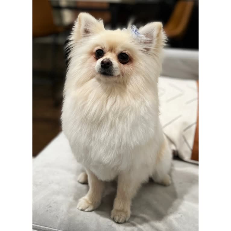 Kai, a Pomeranian tested with EmbarkVet.com