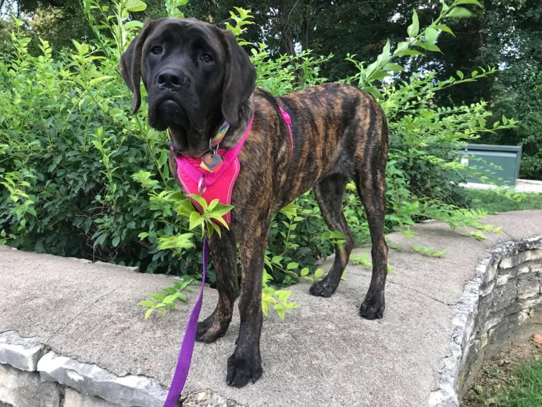 Calliope Jo Prudence Plein, a Mastiff tested with EmbarkVet.com