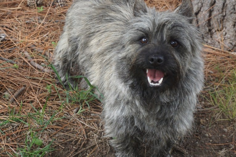 Libby, a Cairn Terrier tested with EmbarkVet.com