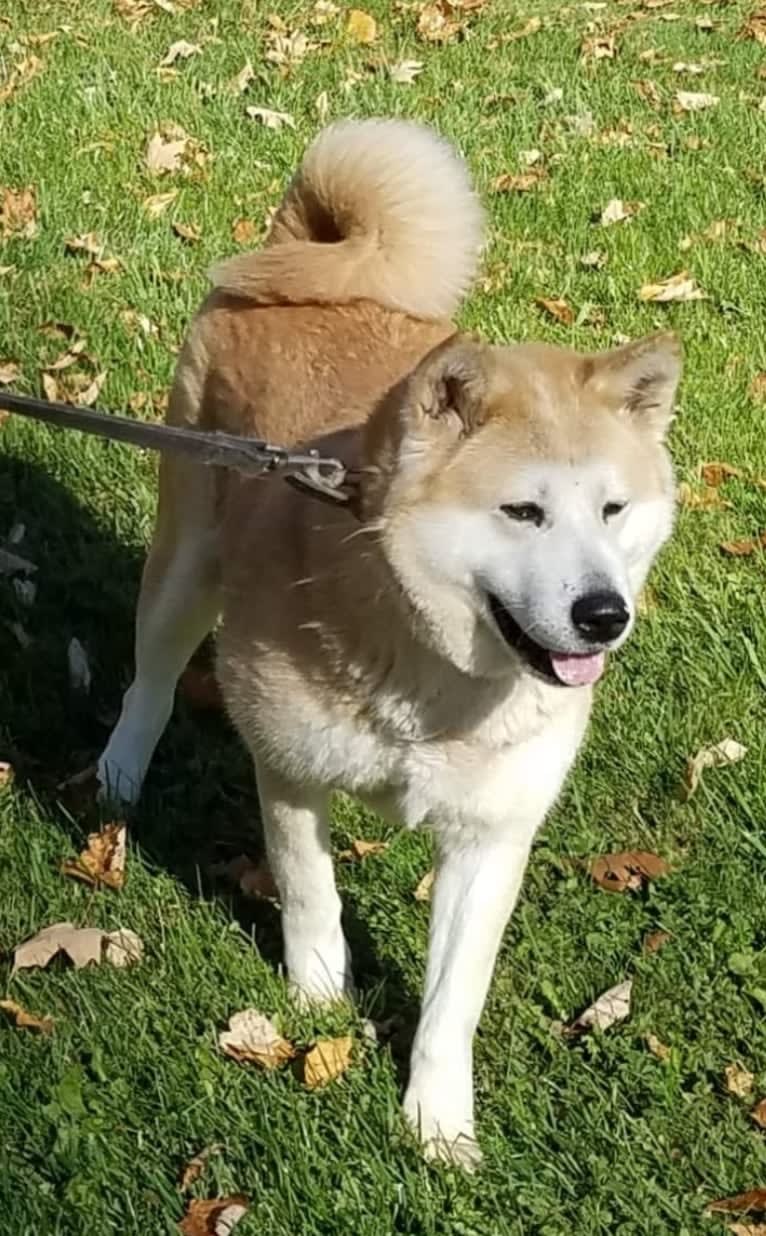 Panda, an Akita tested with EmbarkVet.com