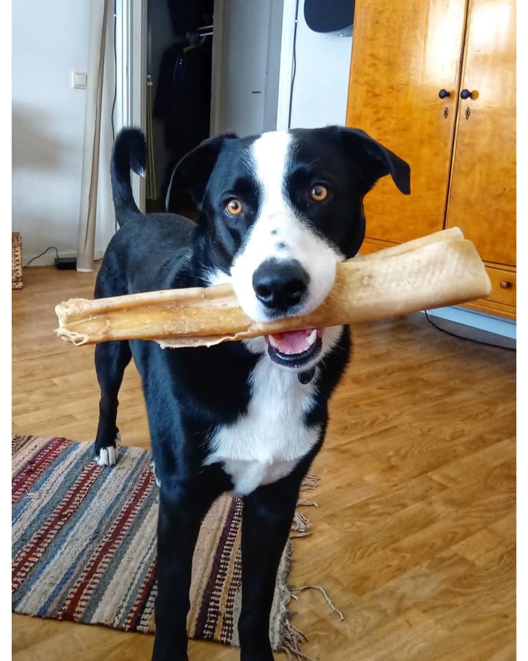 Whisky, an Australian Shepherd and Dalmatian mix tested with EmbarkVet.com