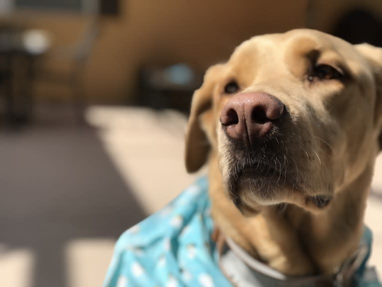 Diego, a Labrador Retriever and Siberian Husky mix tested with EmbarkVet.com