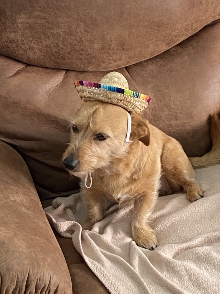 Olive, a Dachshund and Australian Shepherd mix tested with EmbarkVet.com