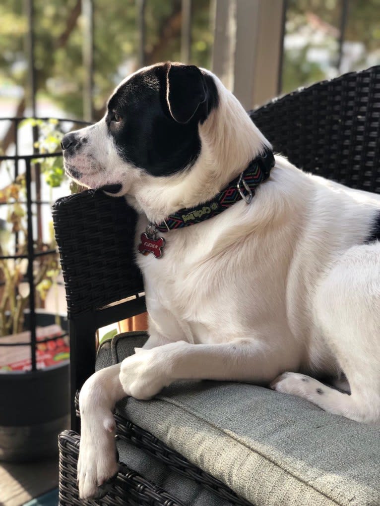 Eleven, a Bulldog and Great Pyrenees mix tested with EmbarkVet.com