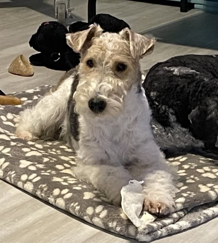 Phoenix, a Wire Fox Terrier tested with EmbarkVet.com