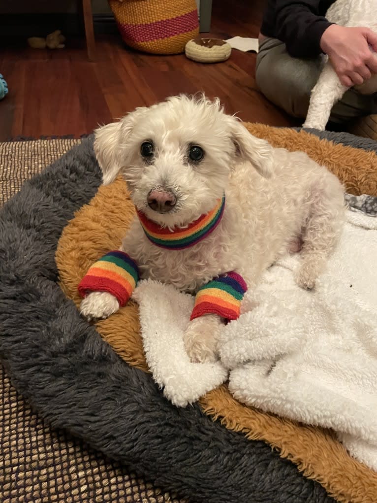 Bobby McGee, a Poodle (Small) and Cocker Spaniel mix tested with EmbarkVet.com