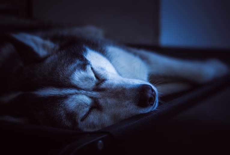 Apollo, a Samoyed and Siberian Husky mix tested with EmbarkVet.com