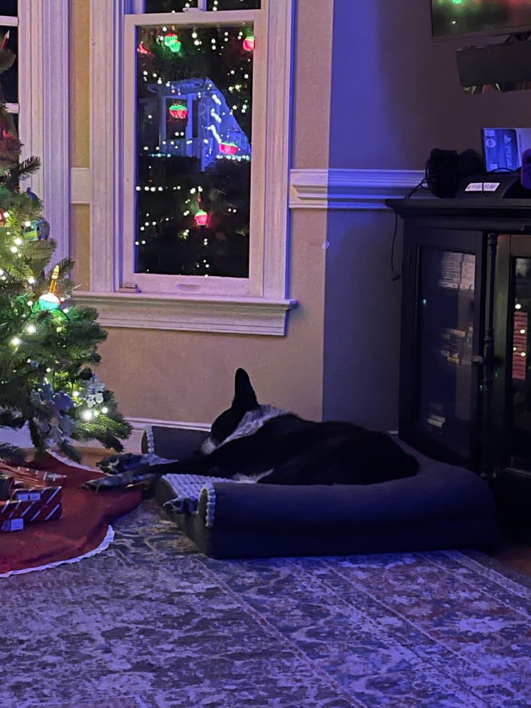 Bandit, a German Shepherd Dog and Border Collie mix tested with EmbarkVet.com