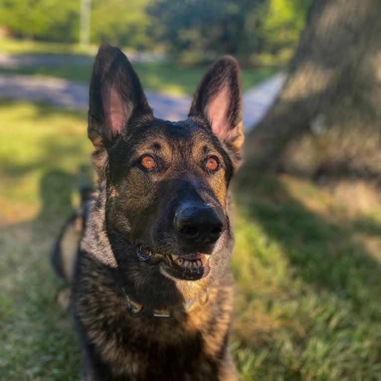 Taz, a German Shepherd Dog tested with EmbarkVet.com