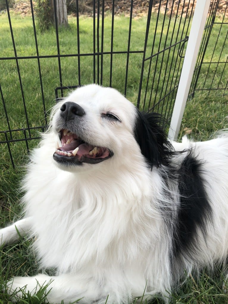 Frankie, a Shih Tzu and Pomeranian mix tested with EmbarkVet.com