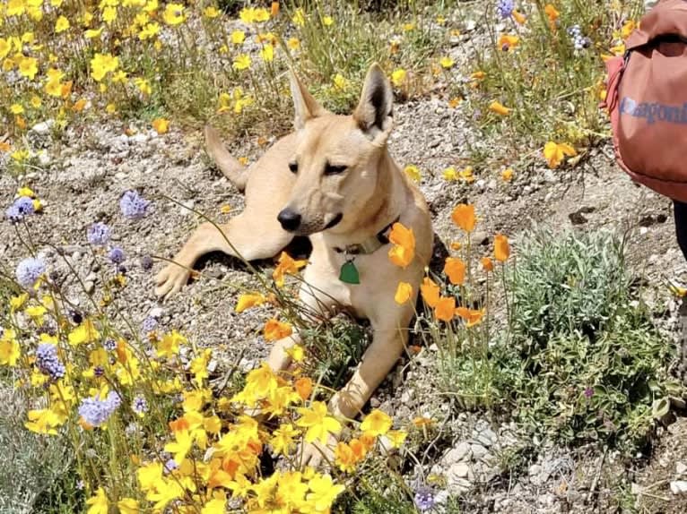 Roo, a Carolina Dog tested with EmbarkVet.com