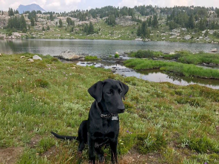 Gallatin, a Labrador Retriever tested with EmbarkVet.com