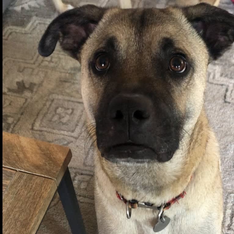 Pancho, a Boxer and Border Collie mix tested with EmbarkVet.com