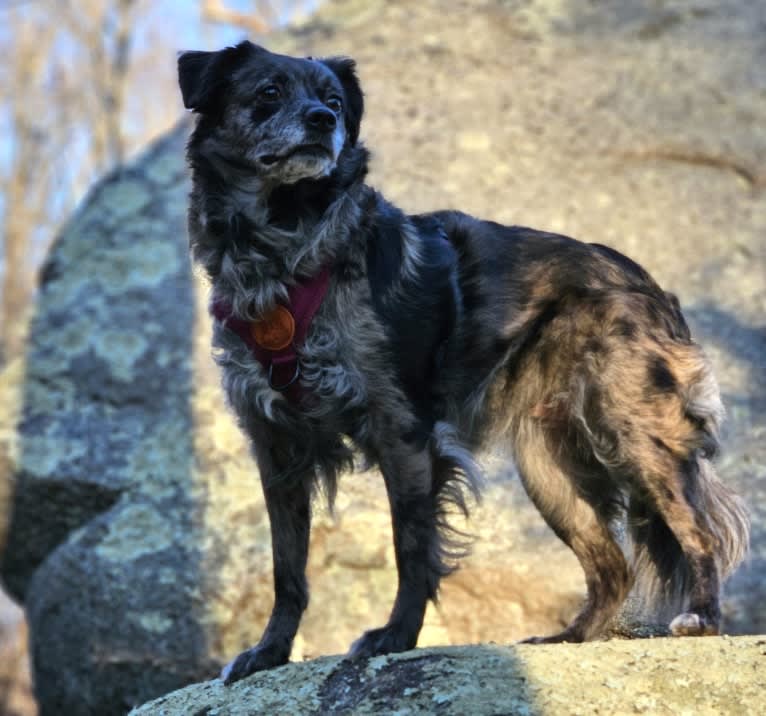 Mallatobuck, a Chihuahua and Shih Tzu mix tested with EmbarkVet.com