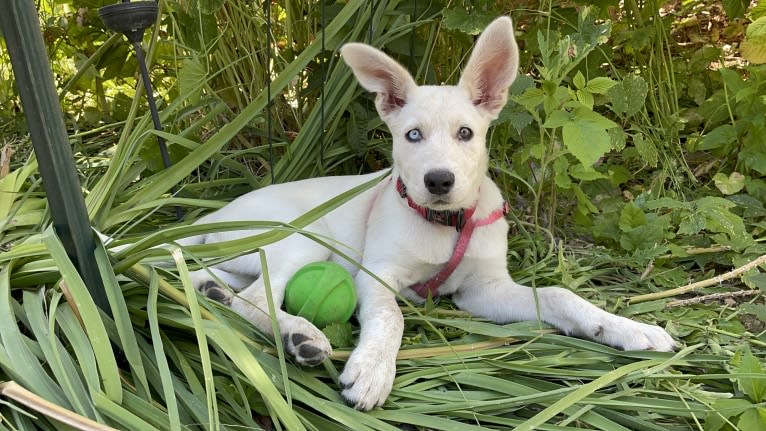 Princess Luna Rose, an Australian Cattle Dog and Siberian Husky mix tested with EmbarkVet.com