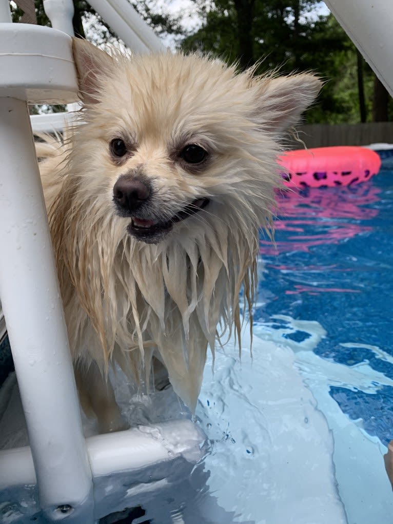 Koda, a Pomeranian tested with EmbarkVet.com