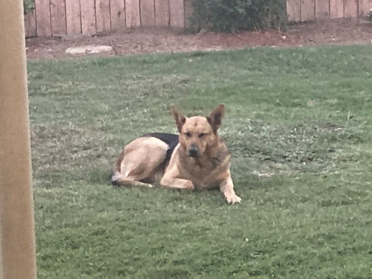 Lukas, a German Shepherd Dog and Australian Cattle Dog mix tested with EmbarkVet.com