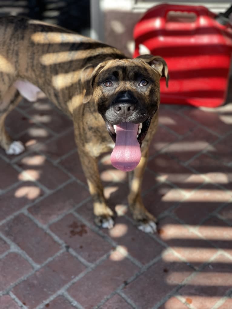 Milo, a Boxer and Siberian Husky mix tested with EmbarkVet.com