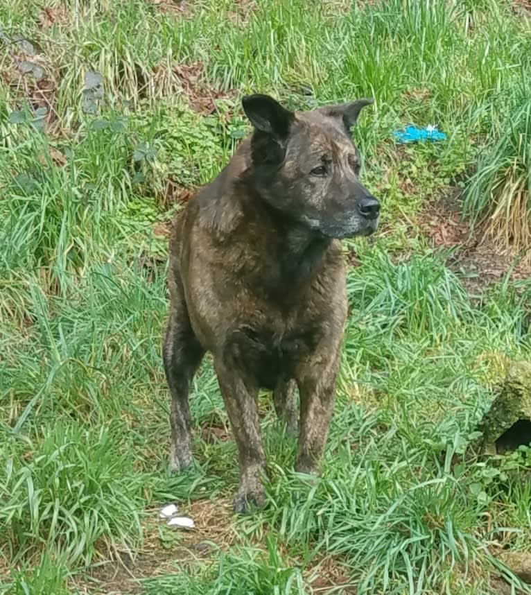 Enoch, an Alaskan Malamute and Mastiff mix tested with EmbarkVet.com