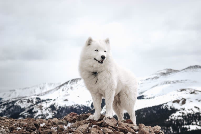 Atlas, a Samoyed tested with EmbarkVet.com