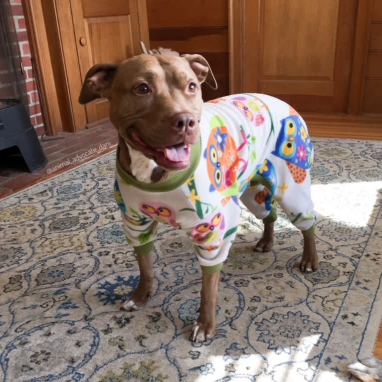 Blueberry, an American Pit Bull Terrier and American Staffordshire Terrier mix tested with EmbarkVet.com