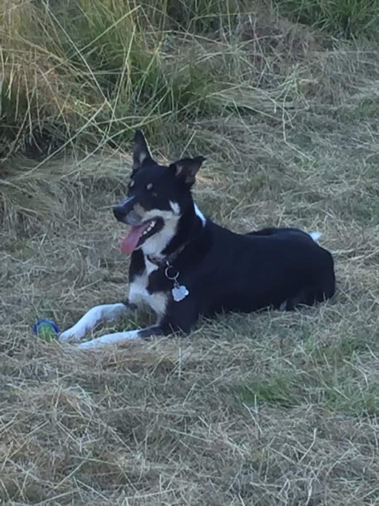 Ollie, a Border Collie tested with EmbarkVet.com