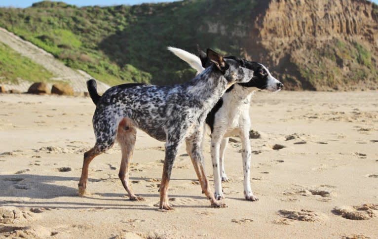 Luca, a Labrador Retriever and Australian Cattle Dog mix tested with EmbarkVet.com